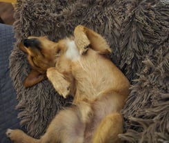 a dog laying on a couch with its head on a pillow