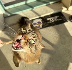 Chat mangeant un poisson