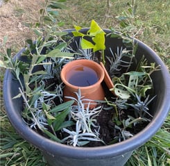 bouturage avec une oya