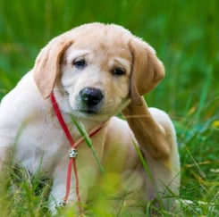 allergic dog