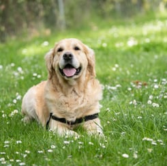 dog with Diabetes