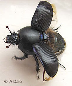 Geotrupes stercorarius