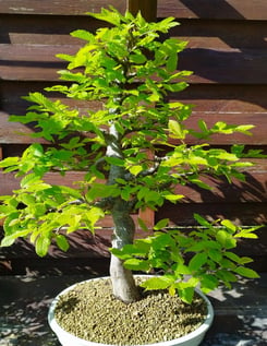 Bonsai charme