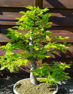 Bonsai charme carpinus betulus