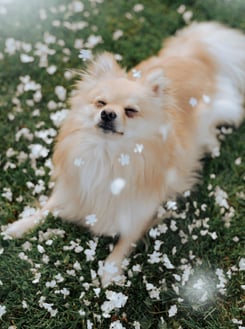 Chien détendu