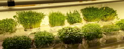 a picture of Early Greens microgreens grow room 