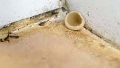 FUNGUS PEST CONTROL SERVICE