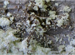 Lichen – Genre Lepraria