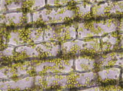 Structure plante vasculaire - cellules parenchymateuses