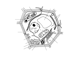 Cellule végétale - structure