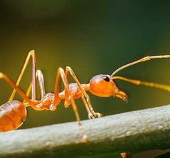 fourmis rouge sur une branche