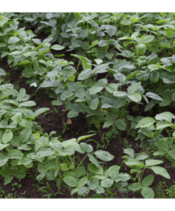 Cultivo Soja