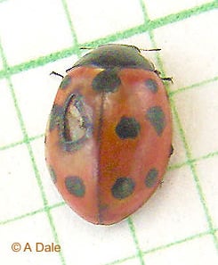 11 spot ladybird