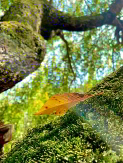 Close up of an orange leaf resting gently on a tree branch, captured in soft natural light on homepage of Jade's Vision Blog