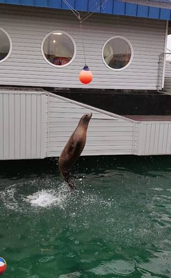 CA Coast - A seal jumps from the water & touches a ball at Ocean World