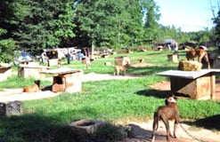 Pit Bulls Seized in Dog Fighting Operation 2015