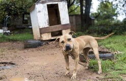 Thomas Weigner: The Murder of the Breeder of 300 Pit Bulls