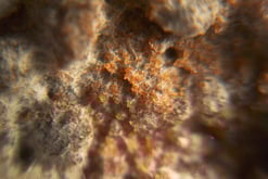macro fotografia de filamentos de moho 