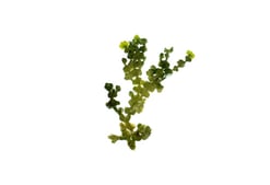 Halimeda sp.