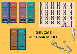 Genome