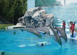 a group of dolphins in a pool with people watching