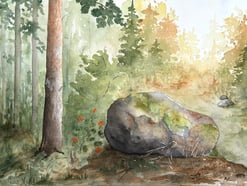 skog, sten, mossa