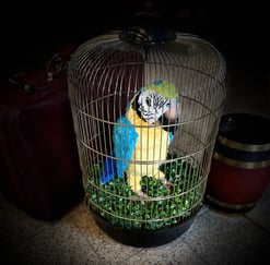 escape game pirate