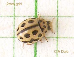 16 Spot Ladybird