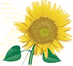 Plante à fleur – Capitule de tournesol