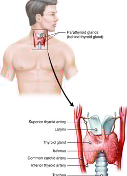 Muscle Weakness in Hypothyroidism: Symptoms, Causes & Treatment (Hypothyroid Myopathy)  