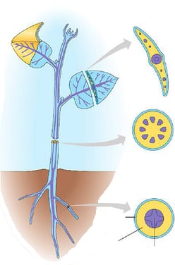 Structure plante vasculaire - tissus