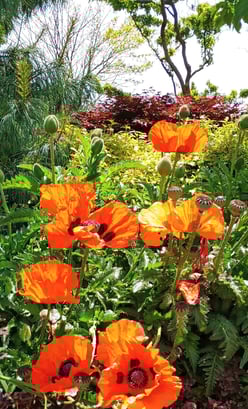 Health Vibes - A bright flower garden symbolic of a less stressed & happier person