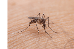 a mosquito fly insect that causes dengue desease