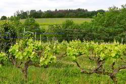 Vignes autour de Toulouse