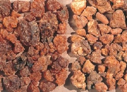 Commiphora myrrha - myrrhe
