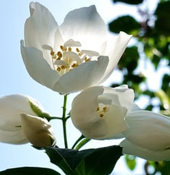 White flower ,sun. green leaves