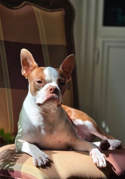 small brown & white dog sits on padded chair, paws outstretched bathed in sunlight 