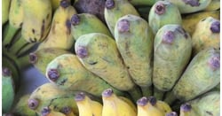 Fresh Banana, Nải chuối UpBe Food VN 