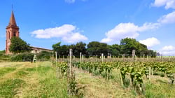 Balade dans les vignes