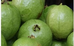 Fresh Guava, Trái ổi UpBe Food VN