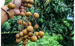 Fresh Longan, Trái nhãn UpBe Food VN