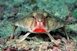 Peixe-morcego-de-lábios-vermelhos