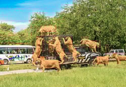 a group of dogs and a bus in the grass