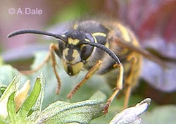 Vespula vulgaris