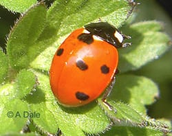 7 Spot Ladybird