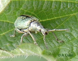 Green Nettle Weevil