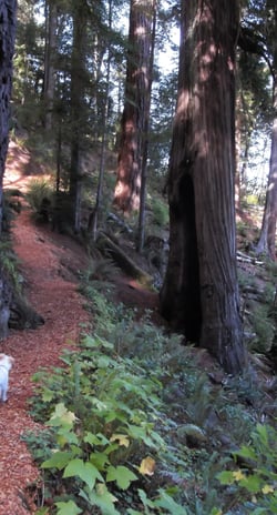Oregon Coast - Hiking thru a redwood forest in Brookings