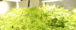 a picture of Early Greens microgreens nursery bed