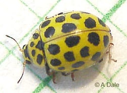 Pysllobora (Thea) 22punctata