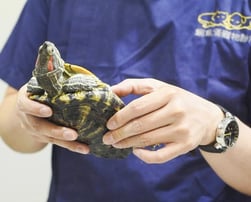 港島東小動物及珍禽異獸醫療中心